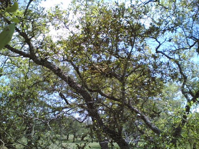 tree catchage