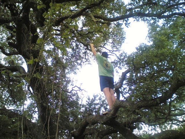 Jon in tree