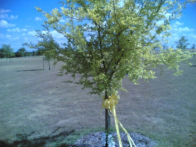 New Tree