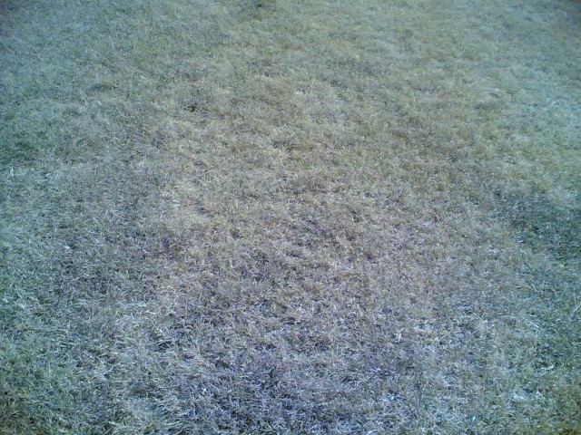 Dead grass