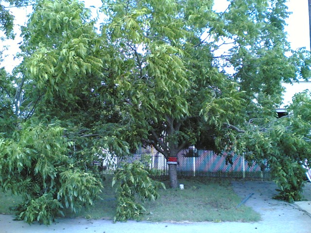 short pecan tree