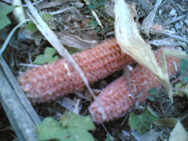 Dead Corn #6
