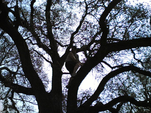 Jon in tree