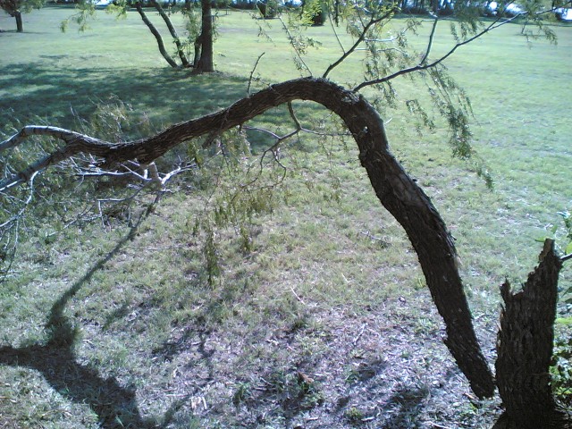tree down