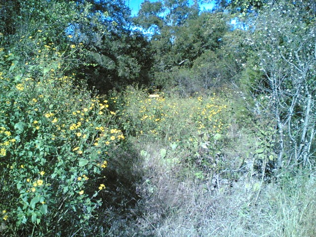 hole 6 overgrown