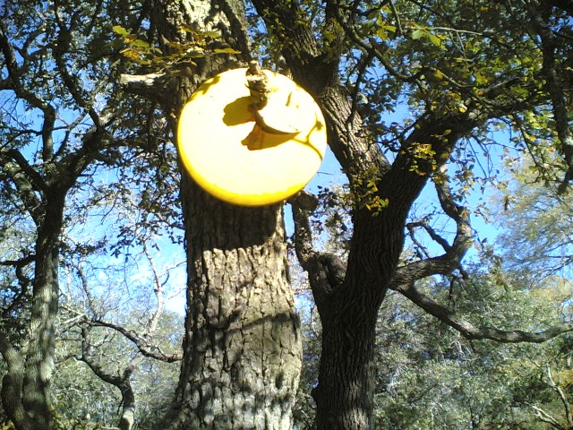 Disc on a tree