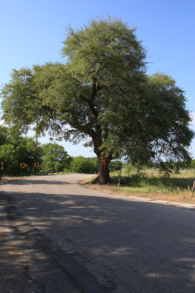 Detour Tree