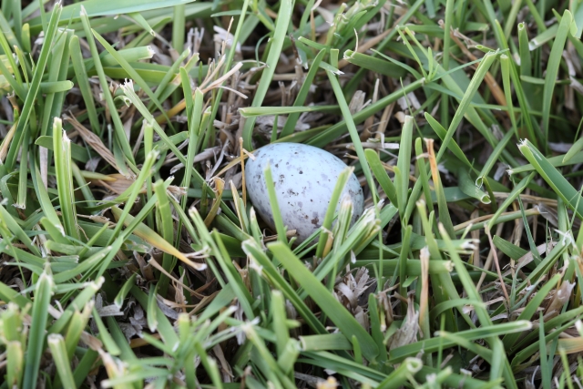 Bird egg in grass