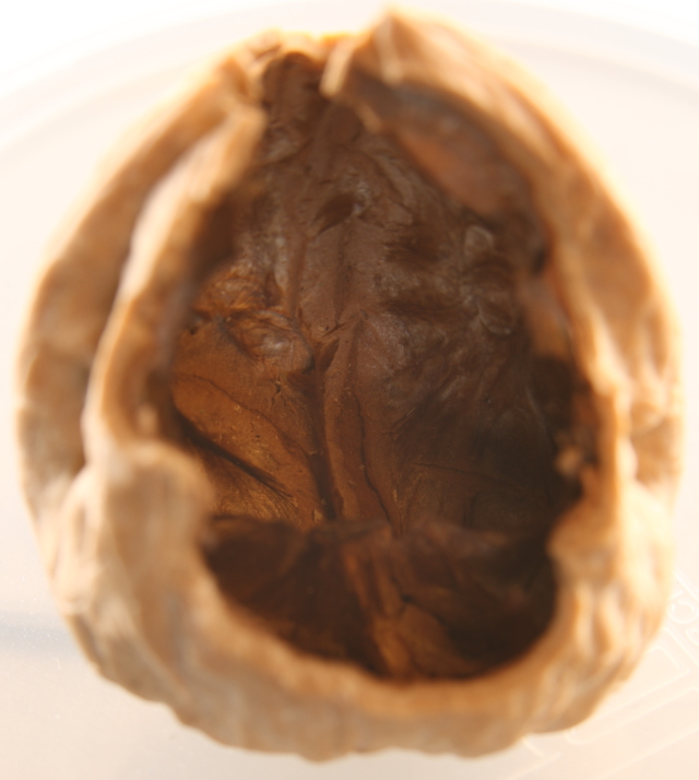 discarded walnut