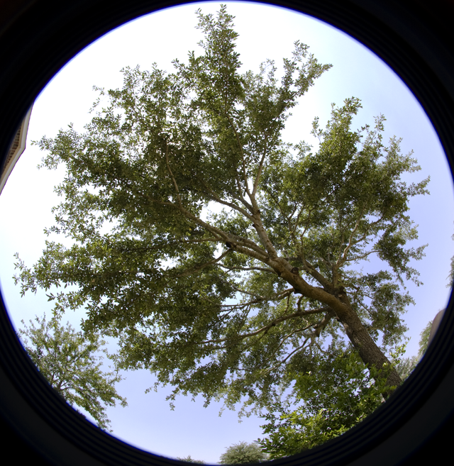 circular tree