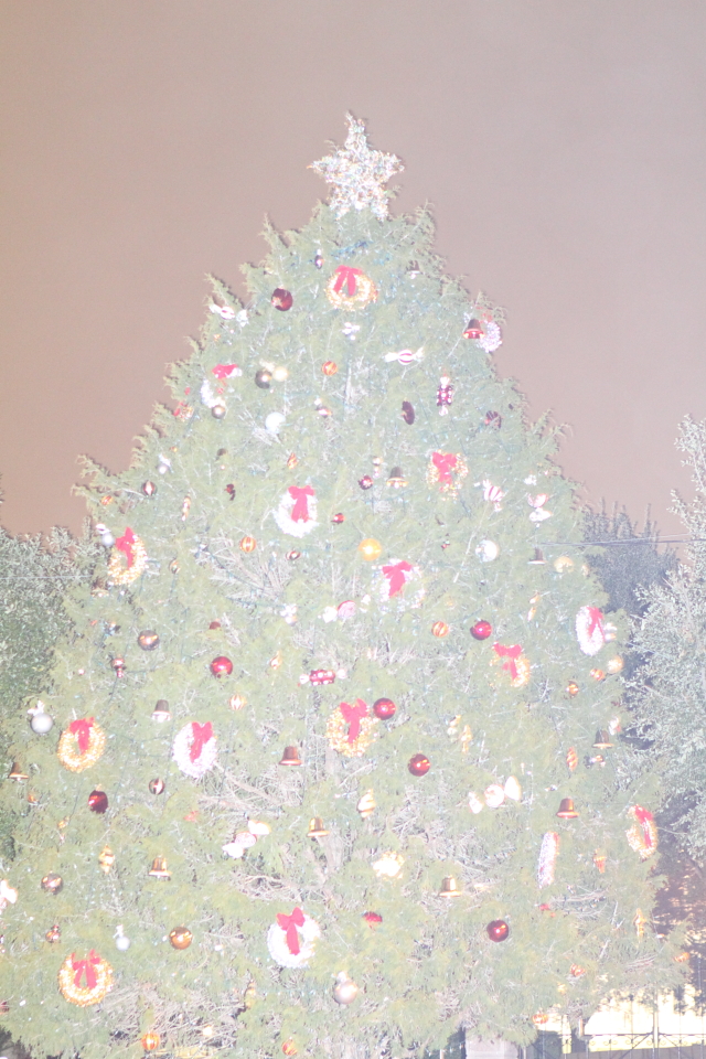 Foggy Christmas Tree