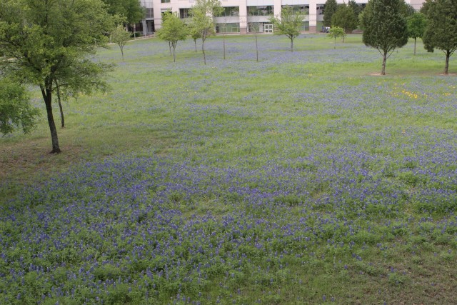 Blue bonnets at IBM