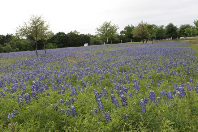 Blue bonnets at IBM #2