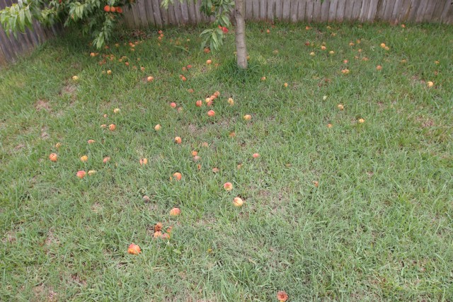 Peaches on the ground