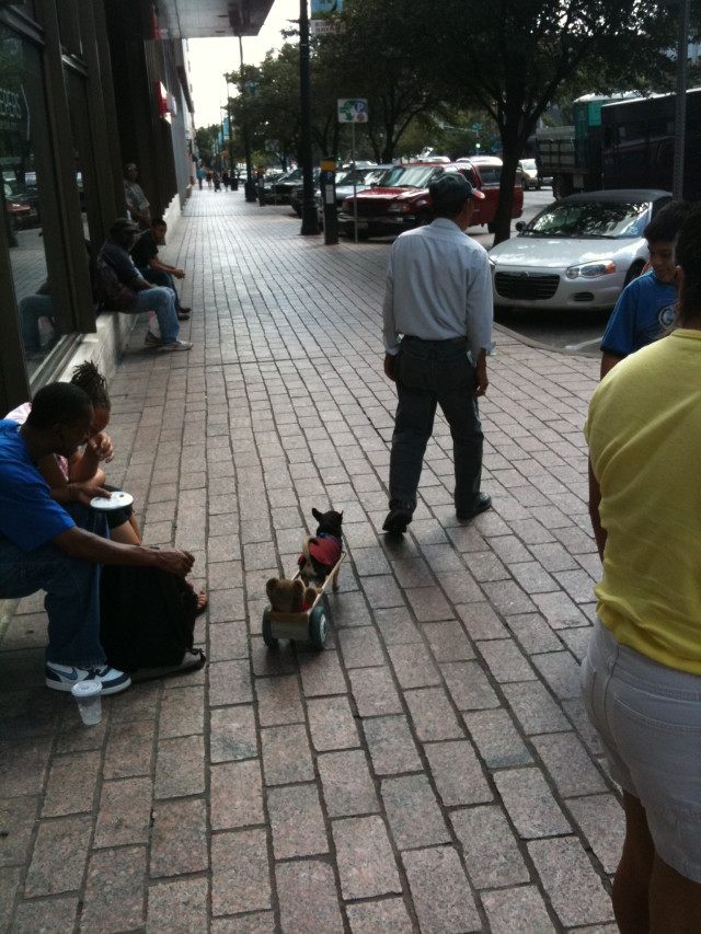 chihuahua cart