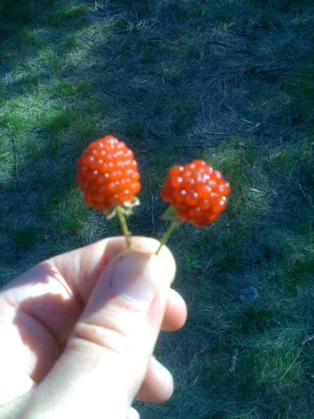 wild raspberries